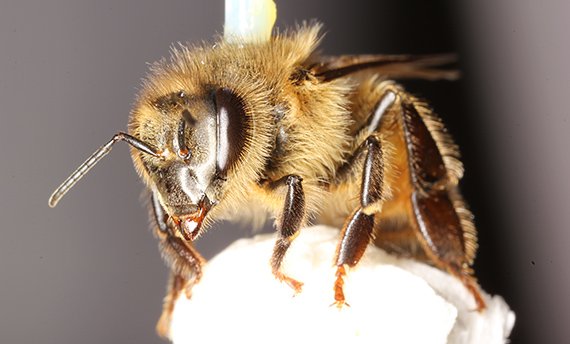 Pestizid stört Flug der Bienen