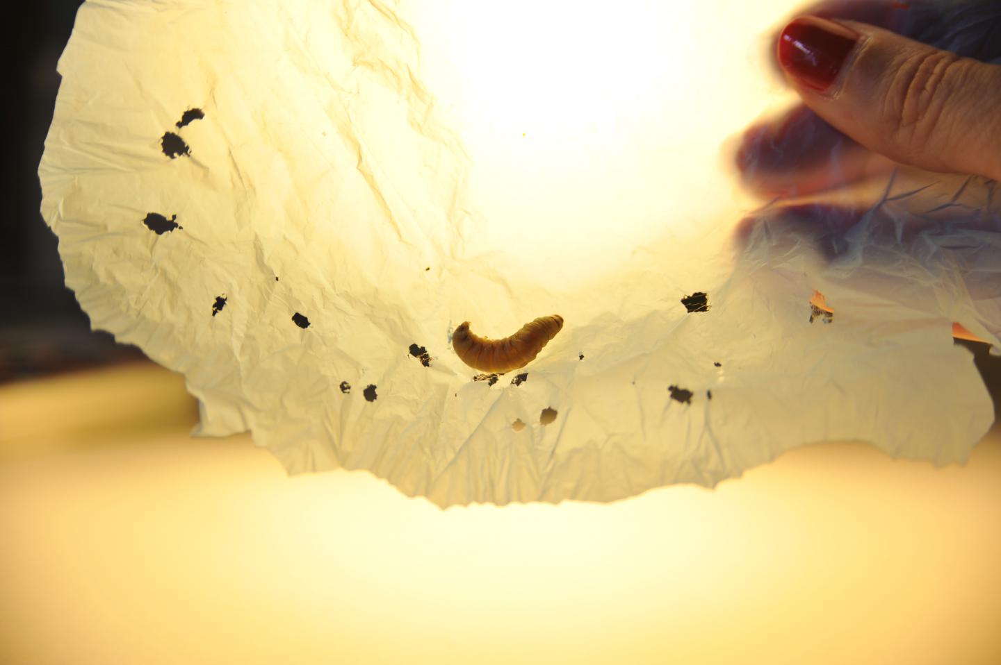 Sie verdauen Plastik!