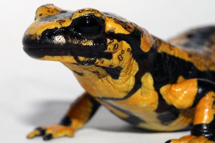 Tödlicher Pilz bedroht Salamander