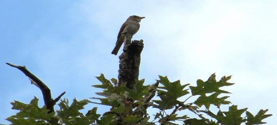Verkehrslärm macht Vogelgesänge kürzer