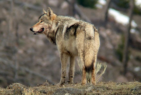 Wolf vor einer zweiten Domestikation?