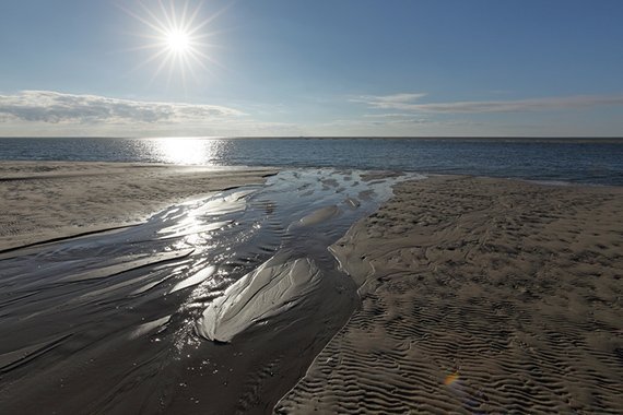 Geheimes Leben im Nordsee-Sand