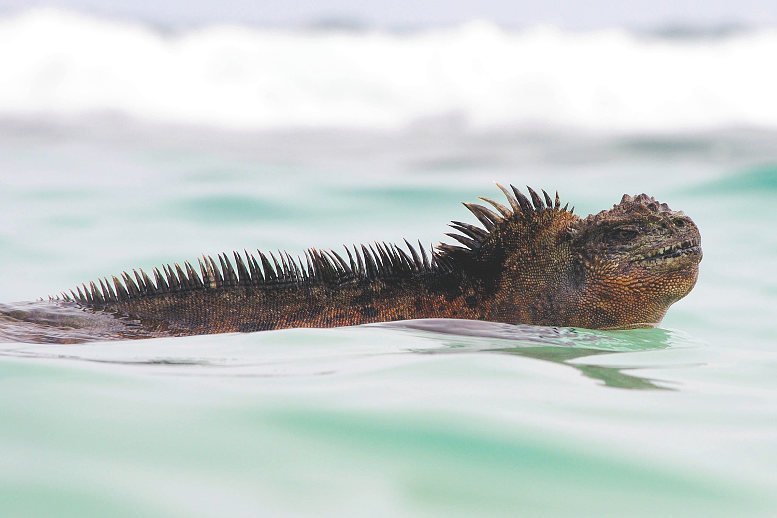 "Godzilla" entdeckt