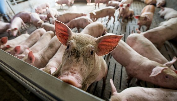 Juristenstreit um die Schweinemast