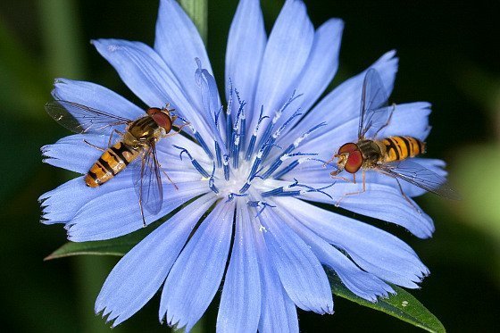 Mehr Natur in der Garten- und Balkonkultur!