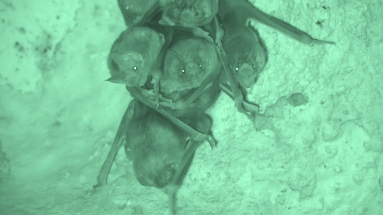 Sozialversicherung unter Vampiren