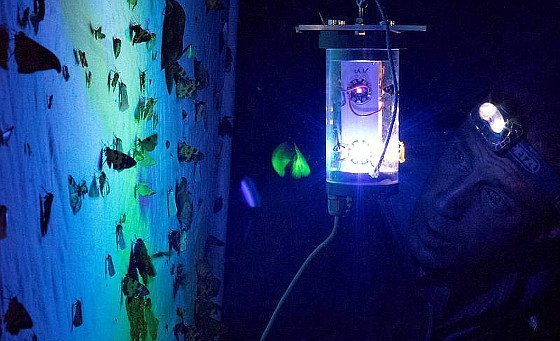 Unwiderstehliches Licht für die Falter-Forschung