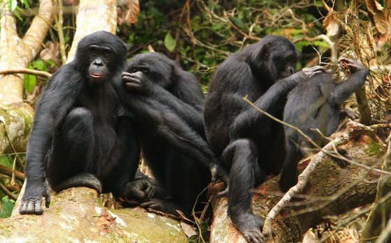 Weiblicher Frieden bei den Bonobos