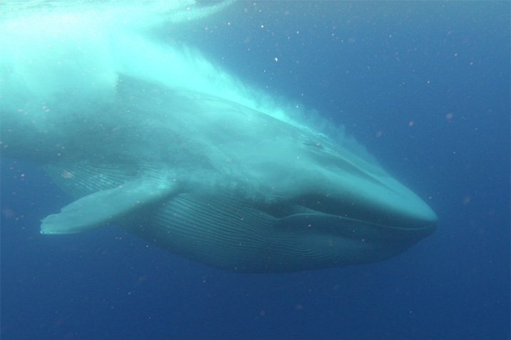 Wie wurden die Blauwale zu Riesen?