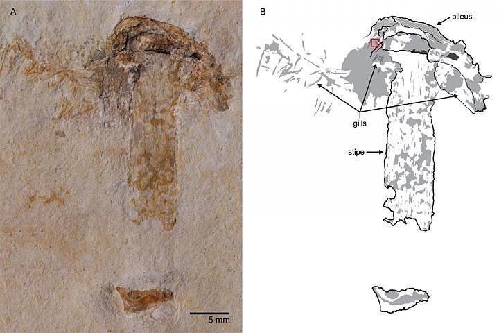 Ältestes Pilzfossil entdeckt