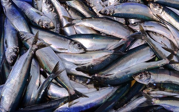 Dramatische Verschwendung von Fisch