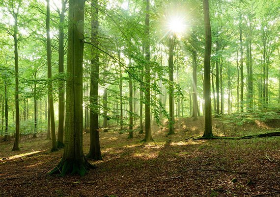 Eintauchen in uralte Buchenwälder