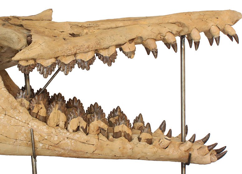 Evolution der Wale: Ur-Sieb-Gebiss entdeckt