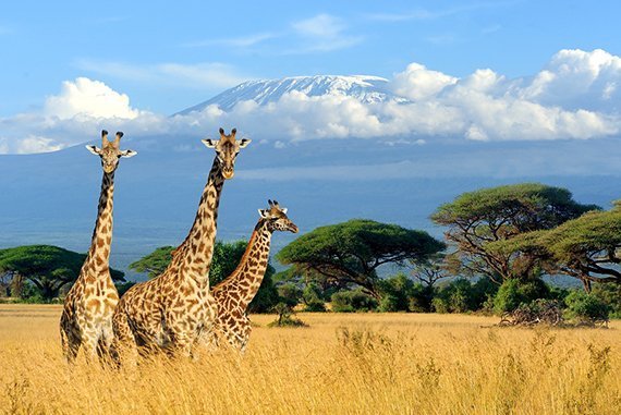 Heute ist der Welttag der Giraffe!