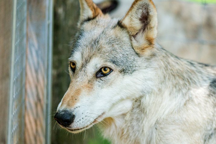 Hunde und Wölfe haben Sinn für Fairness