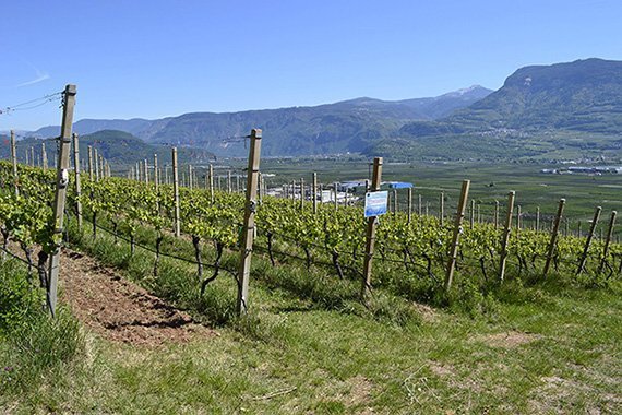 Macht Glyphosat den Wein schlechter?