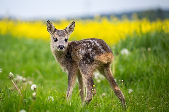 Willkommen in der Wildtier-Schule
