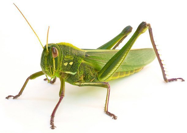 Wo sind die Ohren der Insekten?