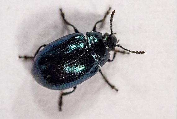 Auch Käfer leiden unter Pestiziden
