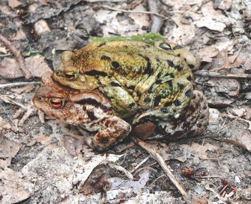 Frühlingsgefühle
