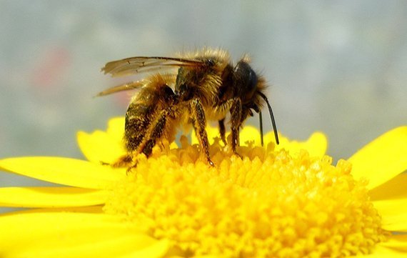 Klimawandel bedroht Solitär-Bienen