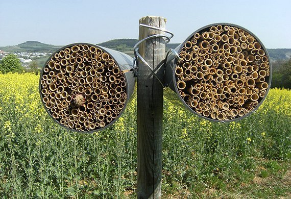 So können Bauern den Wildbienen helfen