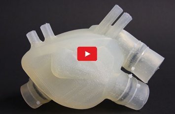 Vielversprechendes Herz aus dem 3D-Drucker