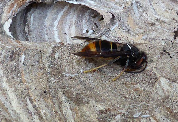 Asiatische Hornisse: Gefahr für Europas Bienen?