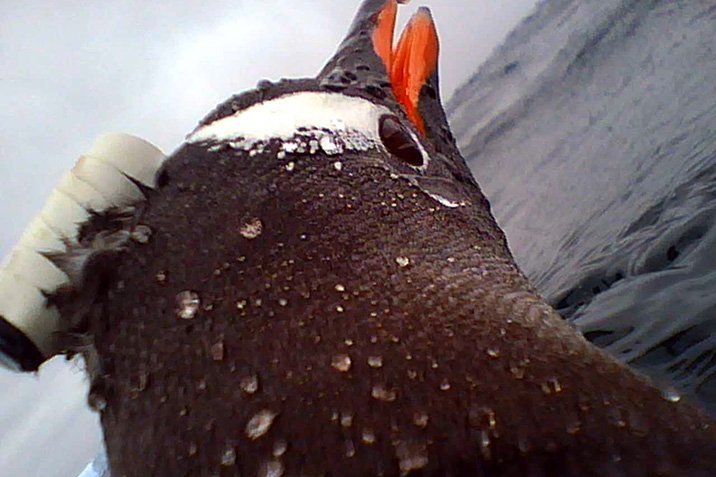 Das geheime Unterwasser-Leben der Pinguine
