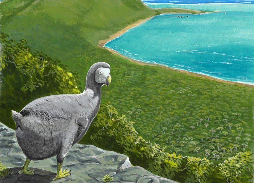 Dodos in der Mauser