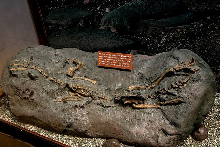 Ein Dinosaurier als Missing-Link