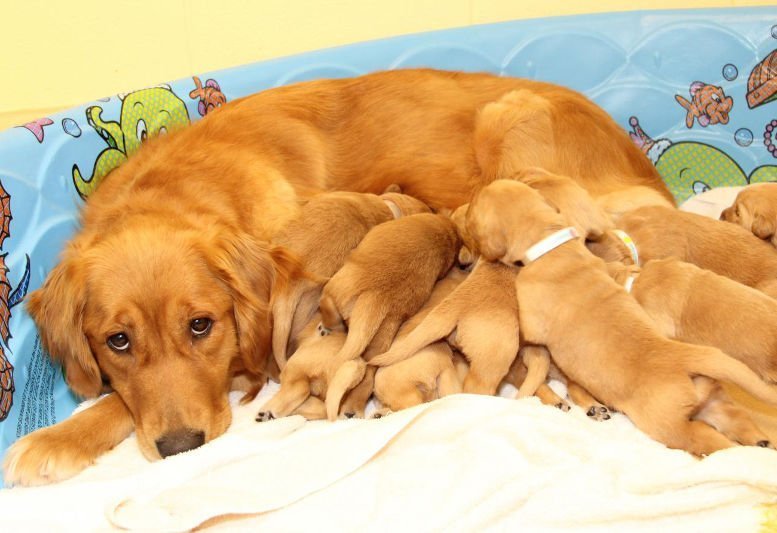 Erfolgreiche Führhunde haben entspannte Muttis