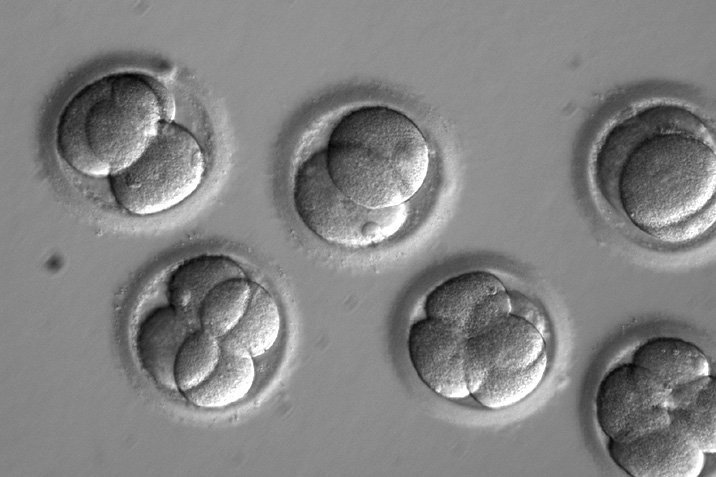 Genreparatur beim Embryo