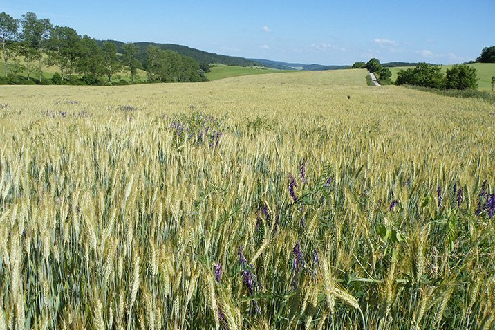 Innerdeutsche Grenze als Freilandlabor