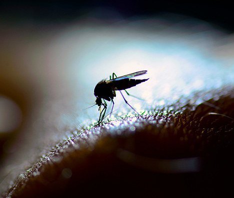 Malaria-Mücken plagten die Römer auf Sardinien