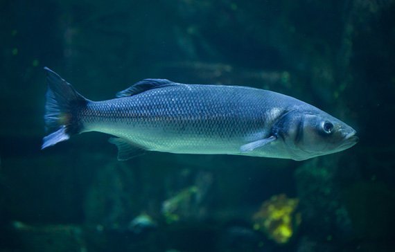 Meereslärm stört auch Fische