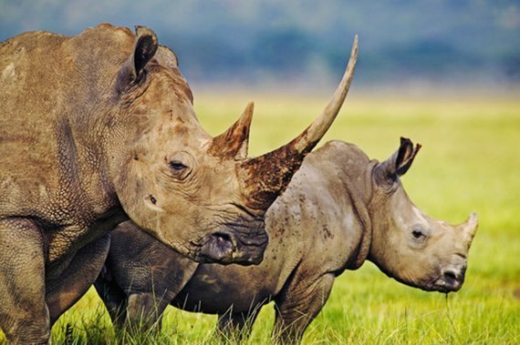 Nashorn unter dem Hammer