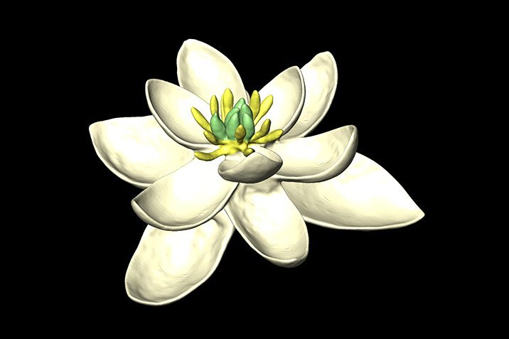 Portrait der Urblüte