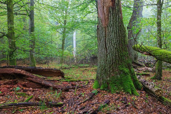 Streit um letzten Urwald Europas