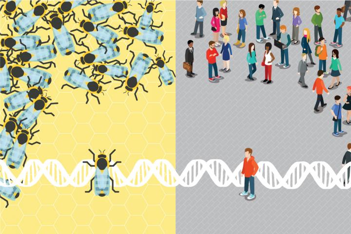 Von Autismus, Bienen und Menschen