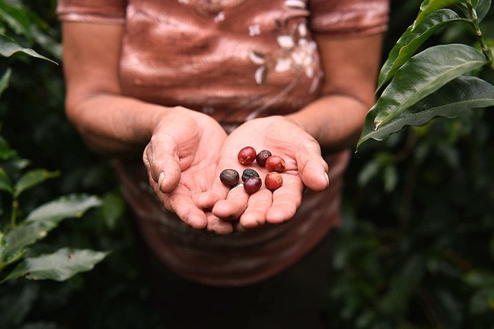 Bald weniger Kaffee aus Mittelamerika?