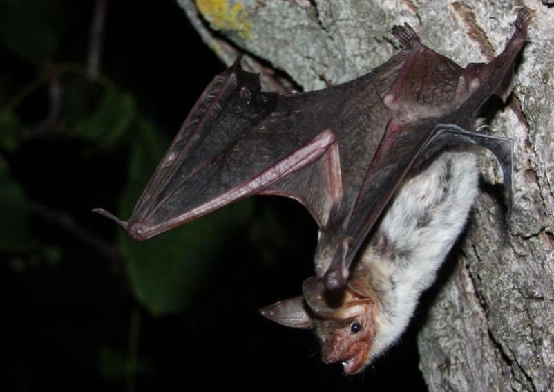 Fledermaus-Echolot versagt an glatten Fassaden