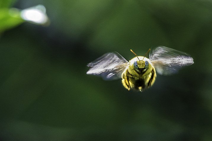 Lindenbäume als Hummelkiller