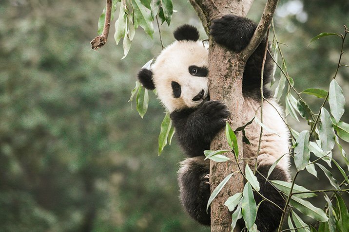Pandas: keine Entwarnung