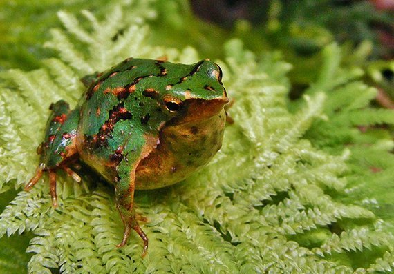 Pilz bedroht Darwins Frosch