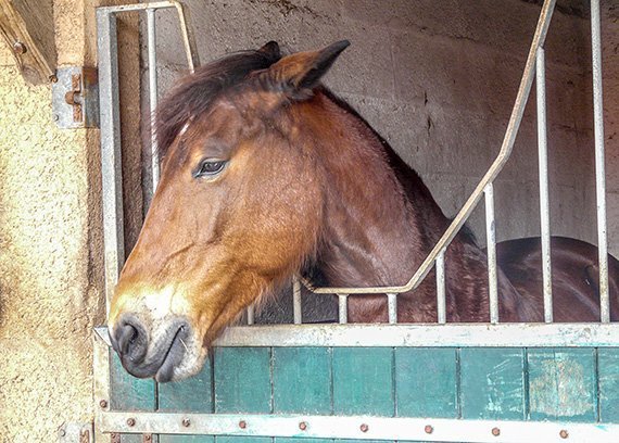 Wann ist das Pferd gestresst?