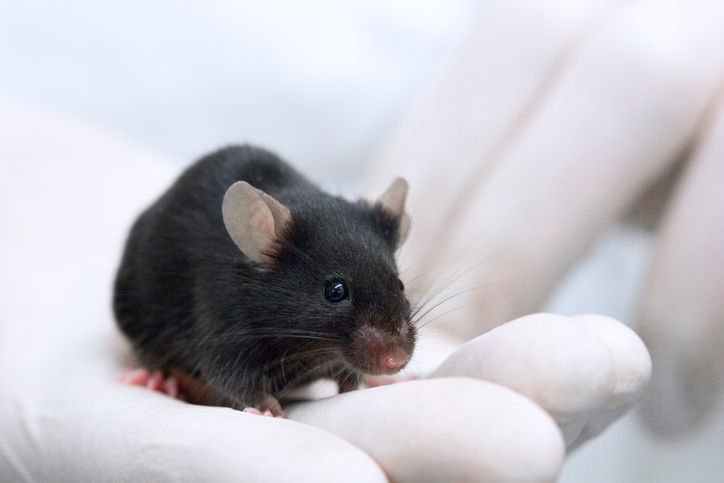 Warum steckt so viel Maus im Menschen?