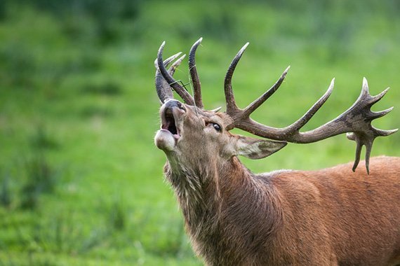 Wer am lautesten schreit, gewinnt die Wahl