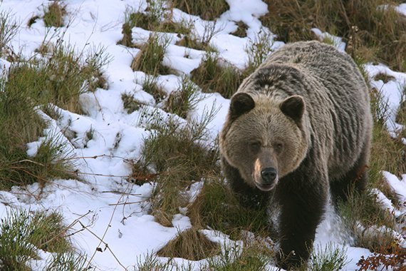 Winterwärme vertreibt Braunbären