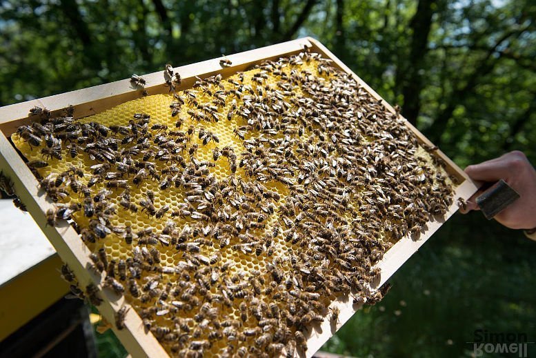 Bienen-schädliches Pestizid im Honig